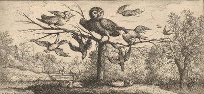 मोनेदुला, चौएट द आउल: लिवर डी'ऑयसेक्स बुक ऑफ बर्ड्स, 1655-1660। द्वारा अल्बर्ट फ्लेमिश