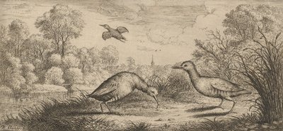 ऑर्टीगोमेट्रा, रैले द रेल: लिवर डी'ऑयसेक्स बुक ऑफ बर्ड्स, 1655-1660।, द्वारा अल्बर्ट फ्लेमिश
