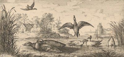 क्वेरक्वेदुला, कर्सेल द टील: लिवर डी'ऑसॉक्स बुक ऑफ बर्ड्स, 1655-1660। द्वारा अल्बर्ट फ्लेमिश