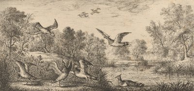 वेनेलस, वेन्यू द लैपविंग: लिवरे डी'ऑयसेक्स बुक ऑफ बर्ड्स, 1655-1660। द्वारा अल्बर्ट फ्लेमिश