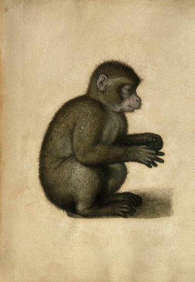 बंदर - पानी के रंग का, A.Dürer अट्रिब। द्वारा अल्ब्रेक्ट ड्यूरर