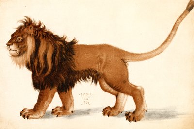 एक शेर का अध्ययन द्वारा Albrecht Dürer
