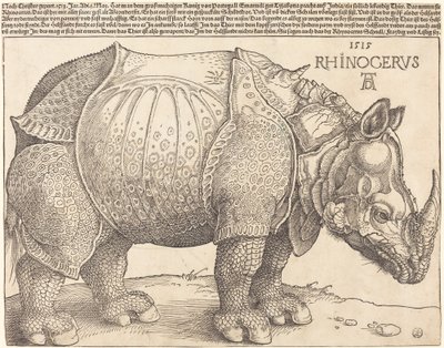 गैंडा, 1515। द्वारा Albrecht Dürer