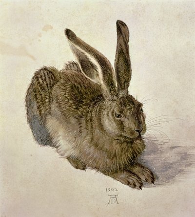 युवा हरे द्वारा Albrecht Dürer