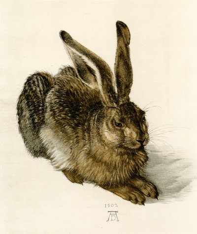 युवा हरे द्वारा Albrecht Dürer