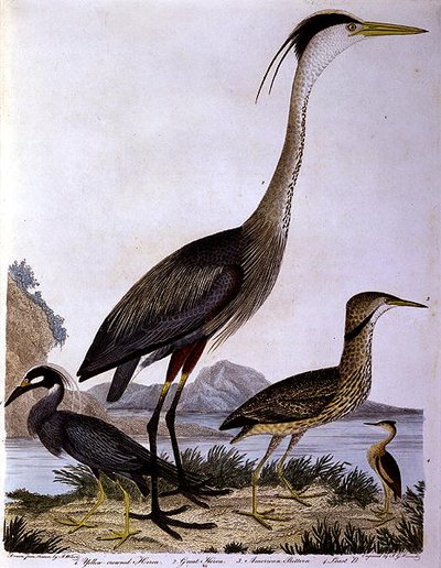 बगुले, आईजी मार्निक द्वारा उकेरे गए (रंगीन उत्कीर्णन) द्वारा सिकंदर (बाद) विल्सन