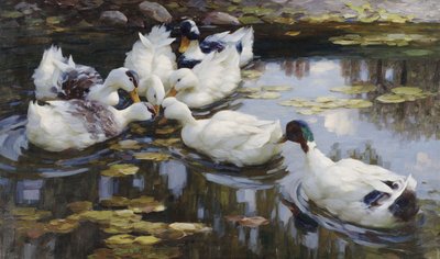 बतख तालाब द्वारा Alexander Koester