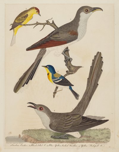 कैरोलिना कोयल, ब्लैक-बिल्ड कोयल, ब्लू येलो-बैक्ड वार्बलर, और येलो..., पब। 1808-1814। द्वारा अलेक्जेंडर लॉसन
