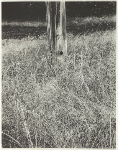 घास और फ्लैगपोल, 1933। द्वारा अल्फ्रेड स्टिग्लिट्ज़