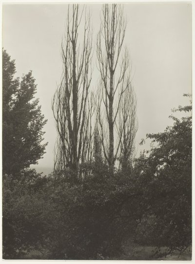 पोपलर - लेक जॉर्ज, 1935। द्वारा अल्फ्रेड स्टिग्लिट्ज़