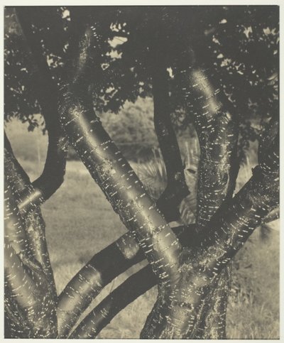 नृत्य पेड़, 1922। द्वारा अल्फ्रेड स्टिग्लिट्ज़
