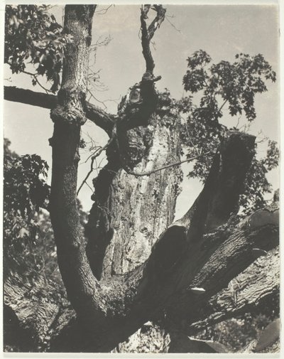 द ओल्ड मेपल - लेक जॉर्ज, 1926। द्वारा अल्फ्रेड स्टिग्लिट्ज़