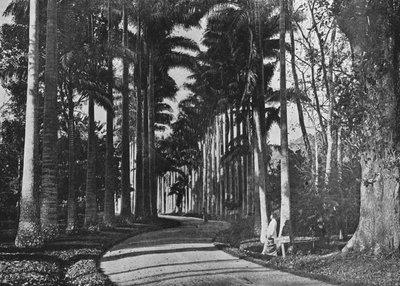 पेराडेनिया गार्डन में गोभी पाल्स, c1890, 1910 द्वारा अल्फ्रेड विलियम अमैंडस प्लेट