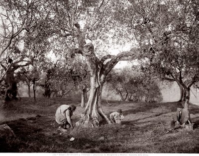 सांता मार्गेरिटा में एक पहाड़ी पर जैतून के पेड़ों के बीच जैतून उठाते बच्चे, फ्लोरेंस (बी / डब्ल्यू फोटो) द्वारा फ्रेटेली एलिनारी