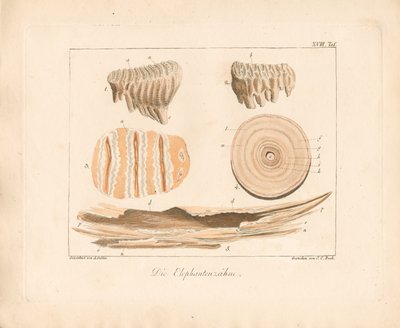  द्वारा एम्ब्रोसियस गेबलर