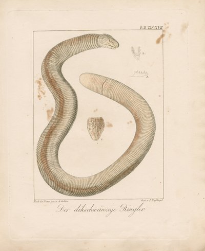  द्वारा एम्ब्रोसियस गेबलर