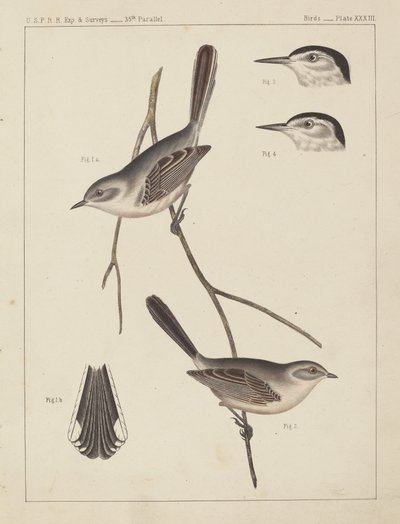 पक्षी - यूएसपीआरआर ऍक्स्प। एवं सर्वेक्षण, 35वाँ समानांतर द्वारा अमेरिकी 19वीं सदी