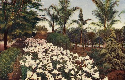  द्वारा अमेरिकी फोटोग्राफर