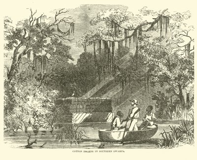 दक्षिणी दलदलों में कपास की होड, जुलाई 1862 द्वारा अमेरिकी स्कूल