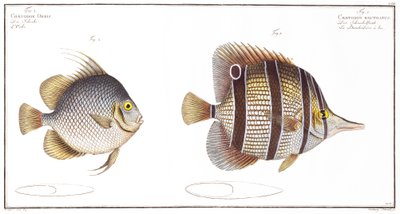 ओर्ब मछली: और बिल्ड मछली, ब्लैक द्वारा प्रकाशित, c.1790 (प्रिंट) द्वारा एंड्रयू लुडविग क्रूगर