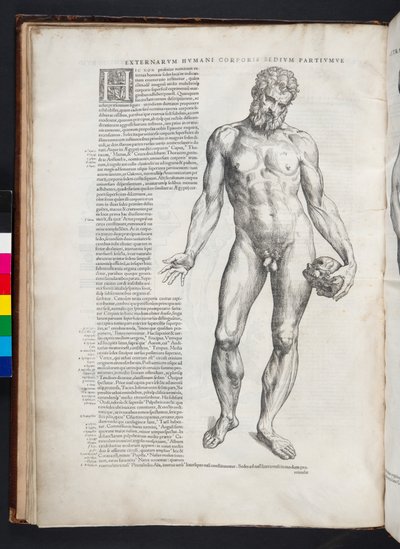 हरक्यूलिस चित्रण, मानव शरीर डिवाइस पता पुस्तिका, बेसल, 1543 द्वारा एंड्रयू वेसालियस