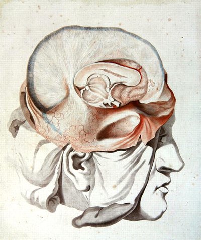 फेलिक्स विक डी'अज़ीर (1748-94) 1786 (रंगीन उत्कीर्णन) द्वारा 'ट्रेइट डी'एनाटोमी डी सेरव्यू' से खोपड़ी द्वारा एंजेलिक (fl। 1796 d.1827) Allais