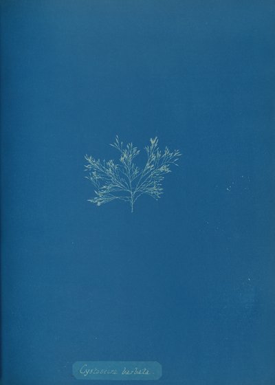 सिस्टोसिरा बारबाटा, सीए। 1853. द्वारा अन्ना एटकिंस