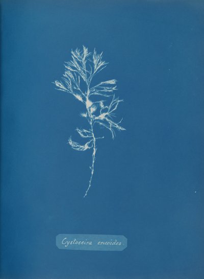 सिस्टोसिरा एरिकोइड्स, सीए। 1853. द्वारा अन्ना एटकिंस