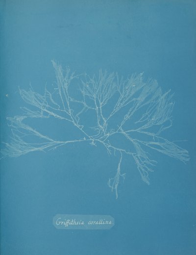 ग्रिफ़िथसिया कोरलिना, लगभग। 1853. द्वारा अन्ना एटकिंस
