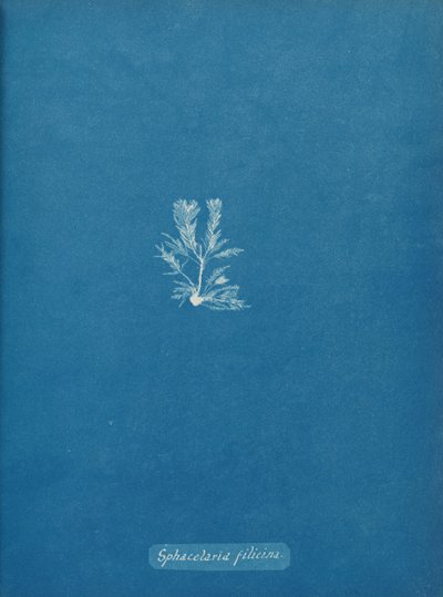 स्पैसेलेरिया फिलिसिना, सीए। 1853. द्वारा अन्ना एटकिंस