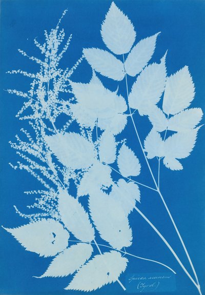 स्पाइरा आर्कस टायरॉल, 1851-54। द्वारा अन्ना एटकिंस