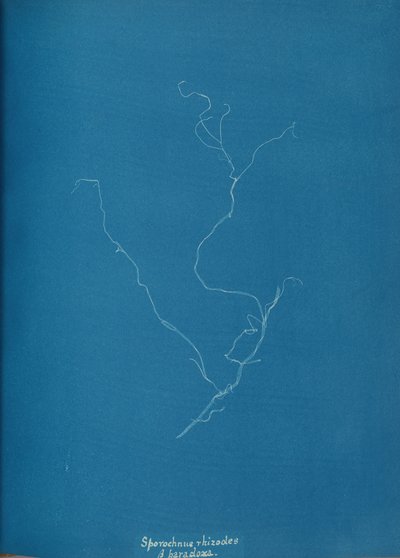 स्पोरोचनियस राइजोड्स ß पैराक्लोक्सा, सीए। 1853. द्वारा अन्ना एटकिंस