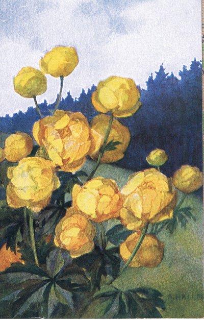 पीला फूल, पोस्टकार्ड, 1940 के दशक द्वारा Anna Haller