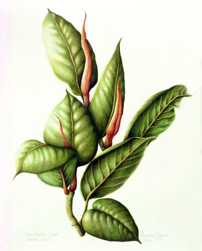 रबर प्लांट, 1999 (wc पेपर पर) द्वारा एनाबेल बैरेट