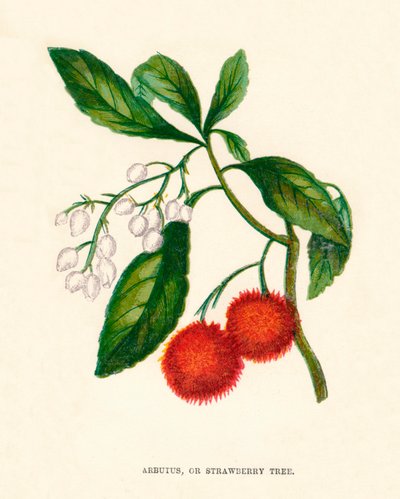अर्बटस, या स्ट्राबेरी ट्री, c1891, 1891 द्वारा ऐनी प्रैट