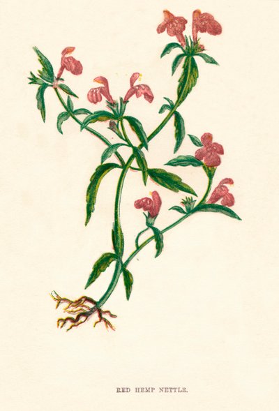 रेड हेम्प नेटल, c1891, 1891 द्वारा ऐनी प्रैट