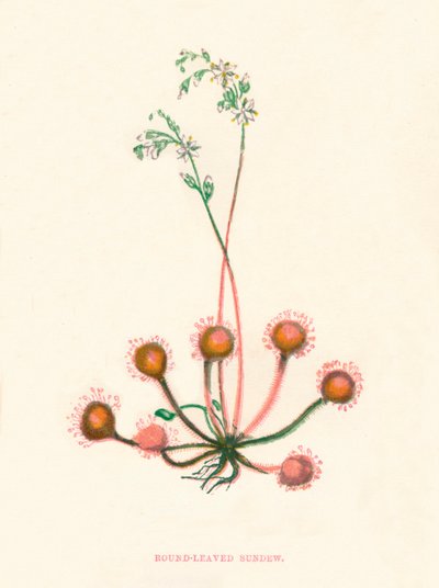 राउंड-लीव्ड सुंड्यू, सी 1891, 1891 द्वारा ऐनी प्रैट