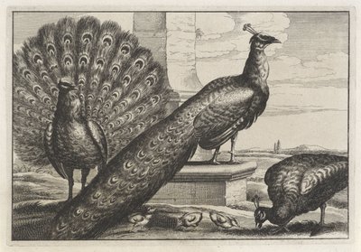  द्वारा Wenceslaus Hollar