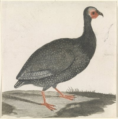  द्वारा जोहान टेलर