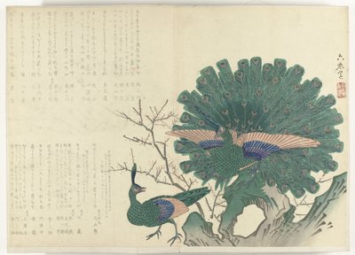 1840-1900 की अवधि से पीकॉक एल्बम शिजो-सुरिमोनो (श्रृंखला शीर्षक) द्वारा गुमनाम