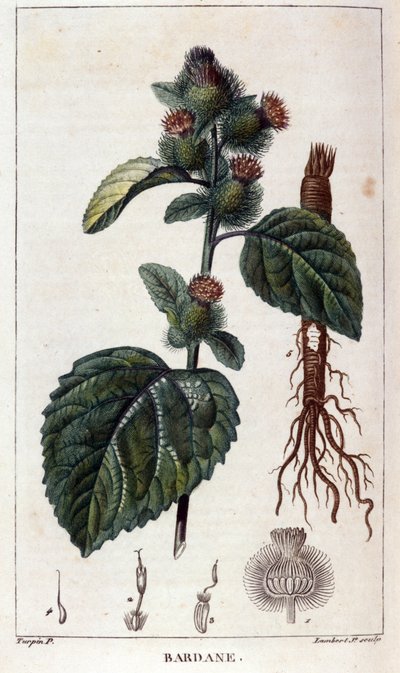 वानस्पतिक बोर्ड: burdock (आर्कटियम)। 19 वीं सदी के रंग उत्कीर्णन। द्वारा अनाम अनाम