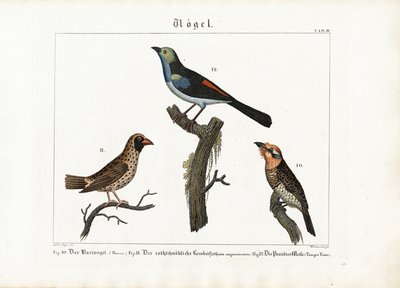  द्वारा एंटोन वाच्समैन