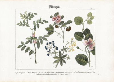  द्वारा Anton Wachsmann