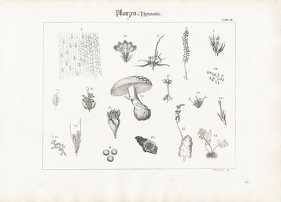  द्वारा एंटोन वाच्समैन