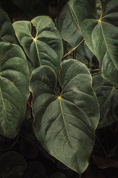  द्वारा एंटोनियो शूबर्ट