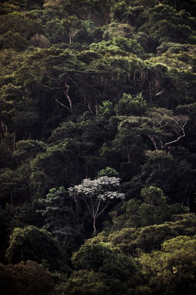  द्वारा एंटोनियो शूबर्ट