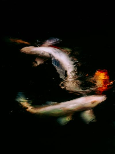  द्वारा एंटोनियो शूबर्ट