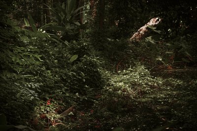  द्वारा एंटोनियो शूबर्ट