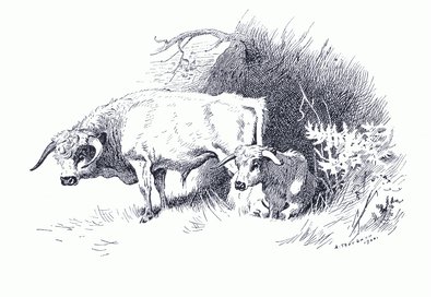 लोंगमैन्स एंड कंपनी द्वारा प्रकाशित थोरबर्न के स्तनधारियों से मवेशी, c. 1920 (लिथो) द्वारा आर्चीबाल्ड थोरबर्न