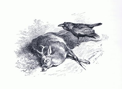 लॉन्गमैन्स एंड कंपनी द्वारा प्रकाशित थोरबर्न के स्तनधारियों से मृत हिरण और रेवेन, c. 1920 (लिथो) द्वारा आर्चीबाल्ड थोरबर्न